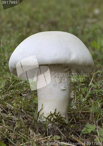 Image of Wild Field Mushroom