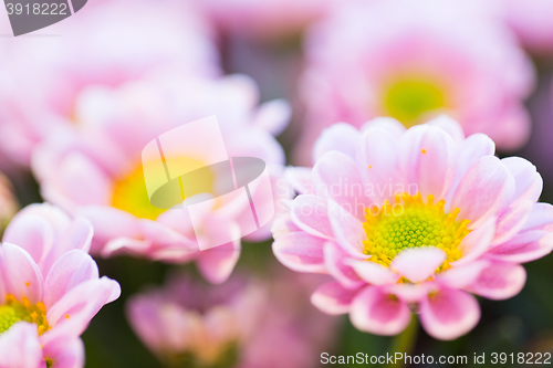 Image of close up of beautiful pink chrysanthemum flowers