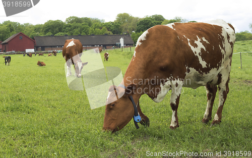 Image of Cow