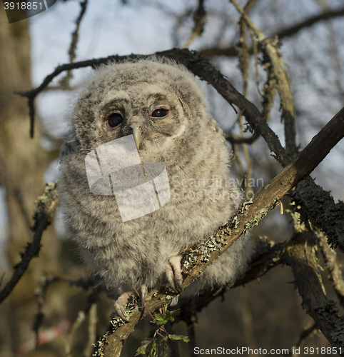 Image of Tawny owl