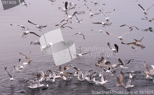 Image of Seagull