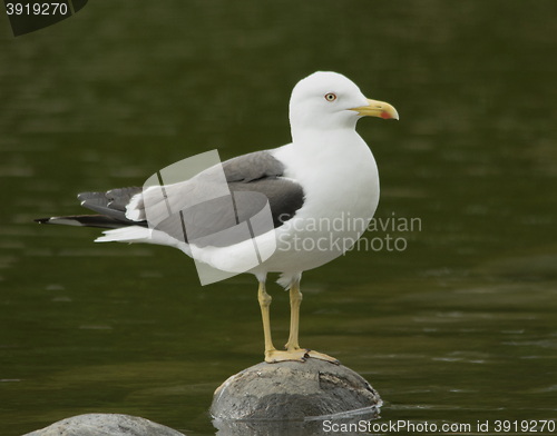 Image of Lesser Black-backed