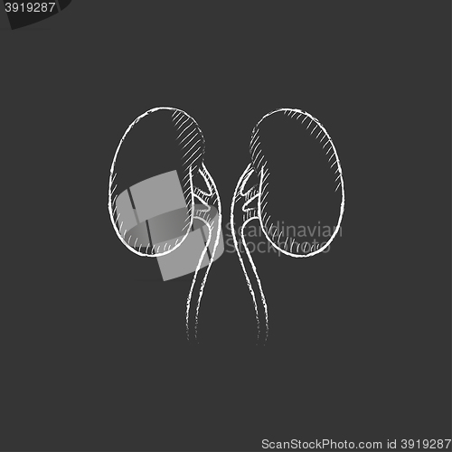 Image of Kidney. Drawn in chalk icon.