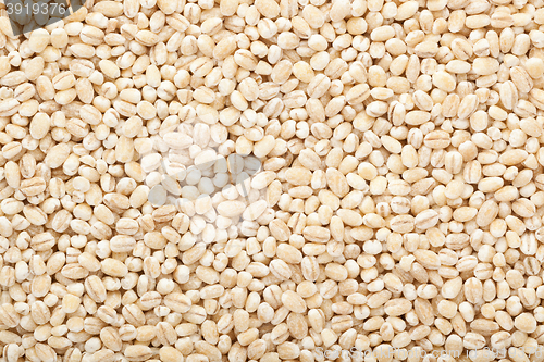 Image of Barley