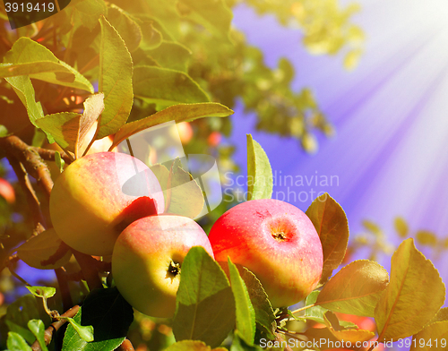 Image of Red apples and leaves on blue sky