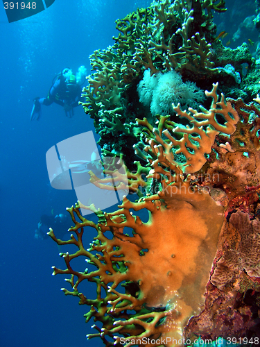 Image of Coral and divers