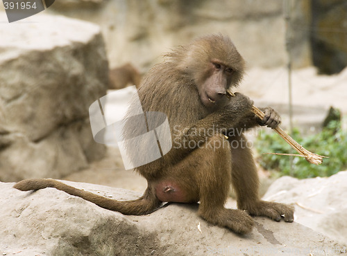 Image of Hungry baboon