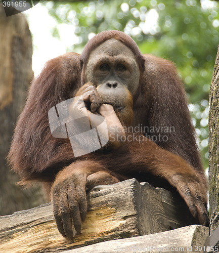 Image of Orangutan