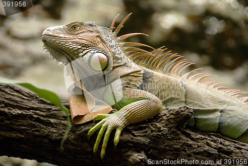 Image of Green iguana