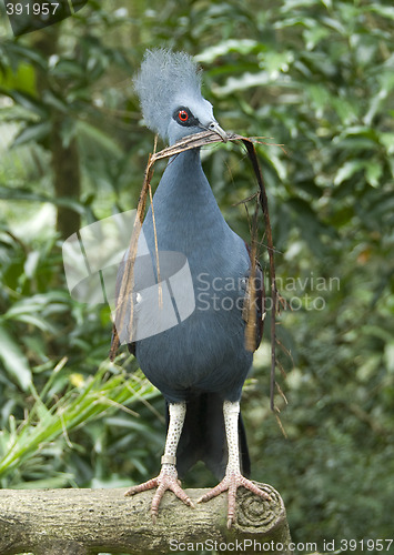 Image of Victoria Crowned Pigeon