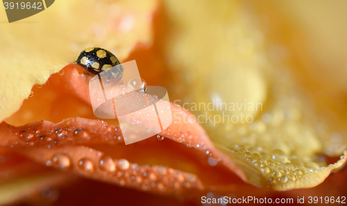 Image of close up of an yellow ladybug