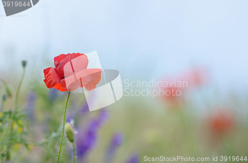 Image of colorful flowers on field 