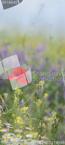 Image of colorful flowers on field