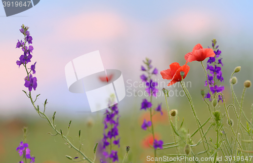 Image of colorful flowers on field