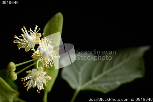 Image of Flowers of linden tree 