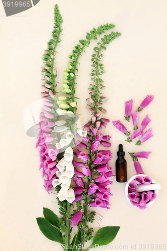 Image of Foxglove Herbal Medicine