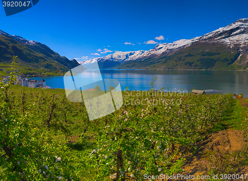 Image of Hardangerfjord in Norway