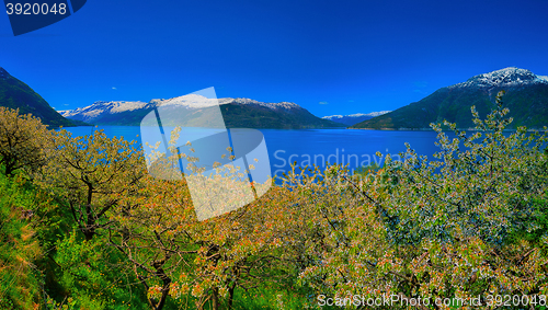 Image of Hardangerfjord in Norway