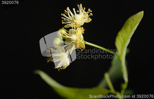 Image of Flowers of linden tree 