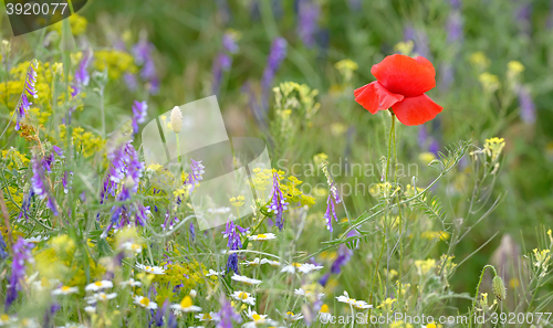 Image of colorful flowers on field 