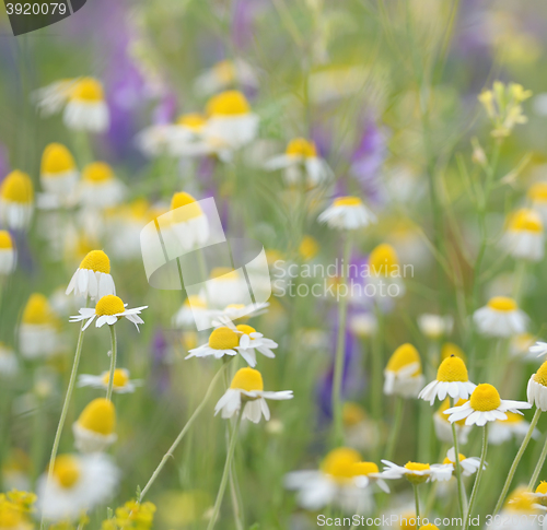 Image of Wild camomile daisy flowers 