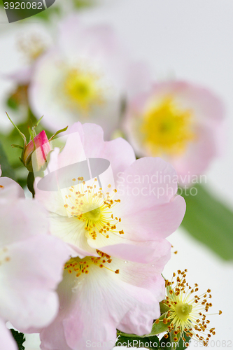 Image of Dog rose, Rosa canina