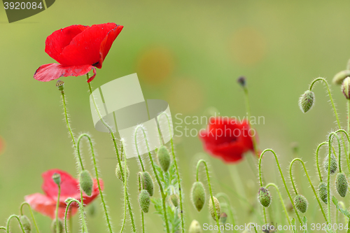 Image of Poppy flowers on field