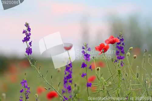 Image of colorful flowers on field 