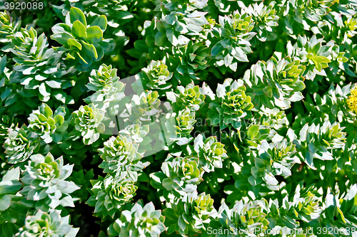 Image of Rhodiola rosea mesh