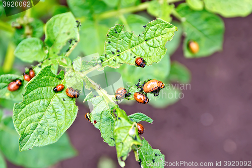 Image of Colorado beetle larvae on potato leaves