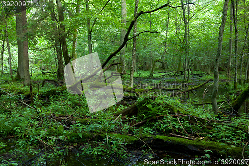 Image of Dead broken trees moss wrapped with nettle