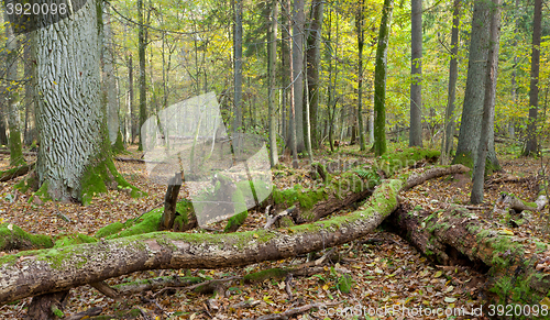 Image of Deciduous stand of Bialowieza Forest in fall