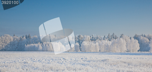 Image of Winter landscape with trees snow wrapped