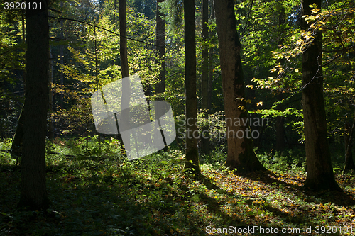 Image of Shady deciduous stand of Bialowieza Forest