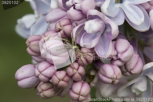 Image of Small spider and flowering pink common lilac