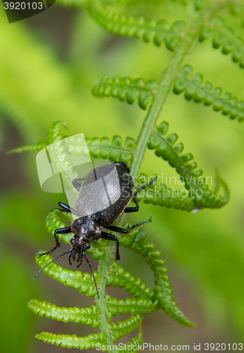 Image of Bronze Carabid (Carabus nemoralis) on fern leaf