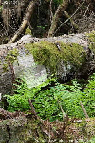 Image of Fresh green ferns among almost declined trees