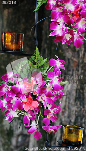 Image of Pink orchids