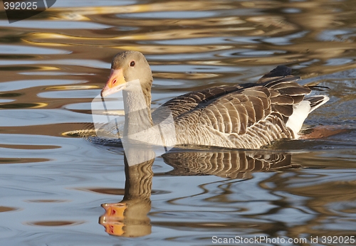 Image of Greylag Goose.