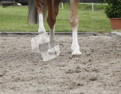 Image of horse legs