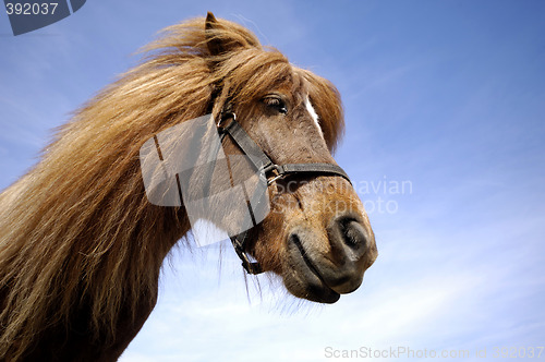 Image of Hose face in profile