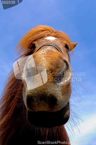 Image of Face of a curious horse