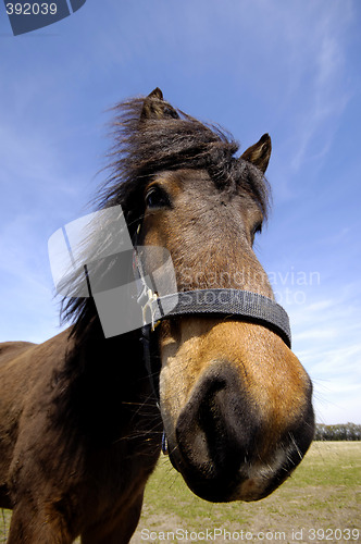 Image of Horse face is lokking interested