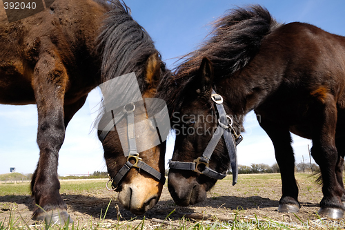 Image of Horse couple in love