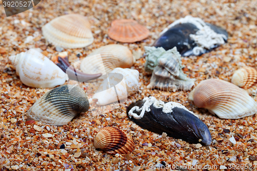 Image of Seashells on sand in sunny day