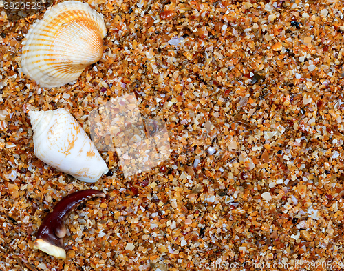 Image of Seashells and claw from crab on sand