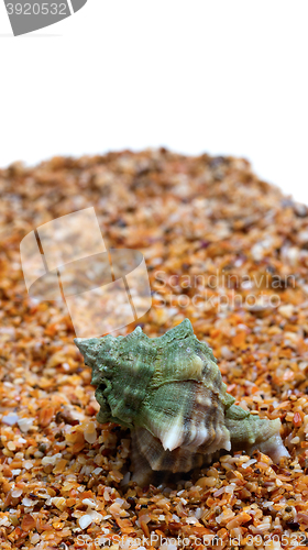 Image of Seashell on sand with copy space