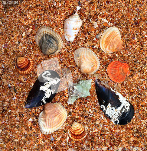 Image of Seashells on sand in sunny day