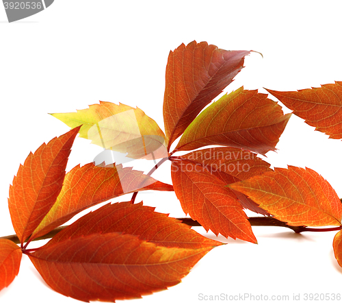 Image of Autumnal twig of grapes leaves (Parthenocissus quinquefolia foli