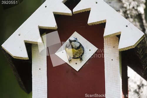 Image of blue tit